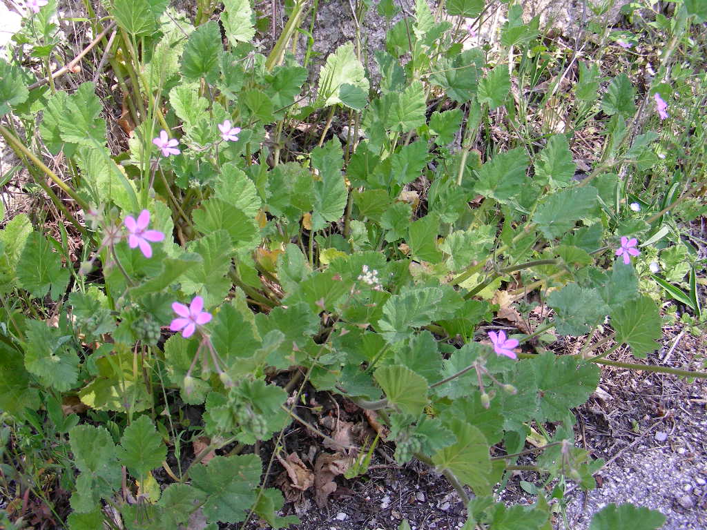 Erodium malacoides / Becco di gr malvaceo